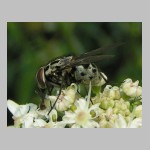 Graphomya maculata - Echte Fliege w05.jpg